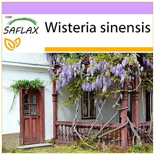 SAFLAX - Blauregen - 4 Samen - Wisteria sinensis von Saflax