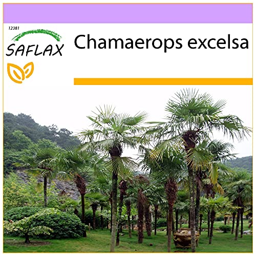 SAFLAX - Hanfpalme - 10 Samen - Chamaerops excelsa von Saflax