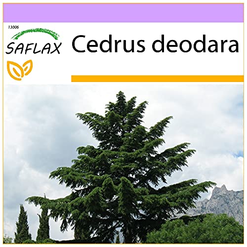 SAFLAX - Himalaya Zeder - 35 Samen - Cedrus deodara von Saflax