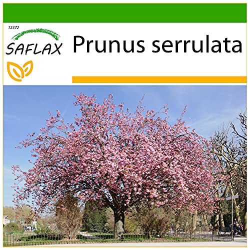 SAFLAX - Japanische Blütenkirsche - 30 Samen - Mit keimfreiem Anzuchtsubstrat - Prunus serrulata von Saflax