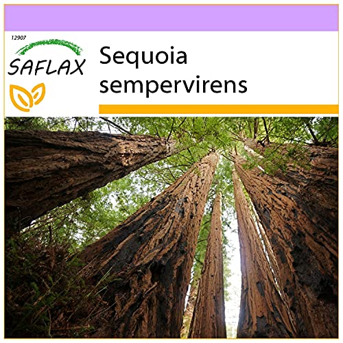 SAFLAX - Küsten - Mammutbaum - 50 Samen - Sequoia sempervirens von Saflax