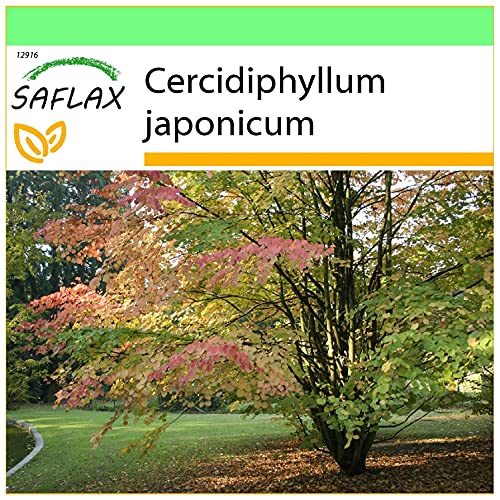 SAFLAX - Lebkuchenbaum - 200 Samen - Cercidiphyllum japonicum von Saflax