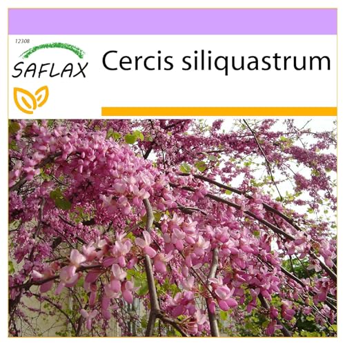 SAFLAX - Liebesbaum/Herzbaum - 60 Samen - Cercis siliquastrum von Saflax