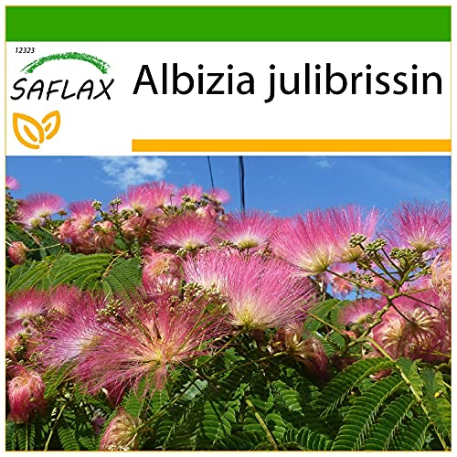 SAFLAX - Schlafbaum - 50 Samen - Mit keimfreiem Anzuchtsubstrat - Albizia julibrissin von Saflax