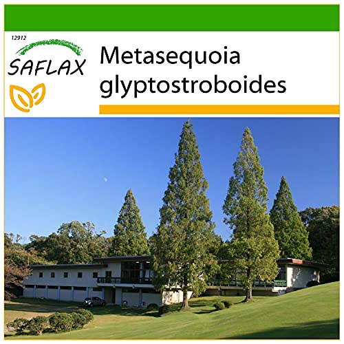 SAFLAX - Urwelt - Mammutbaum - 60 Samen - Mit keimfreiem Anzuchtsubstrat - Metasequoia glyptostroboides von Saflax