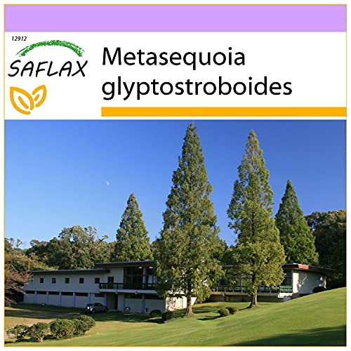 SAFLAX - Urwelt - Mammutbaum - 60 Samen - Metasequoia glyptostroboides von Saflax