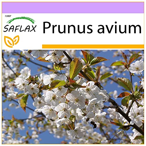 SAFLAX - Vogelkirsche - 10 Samen - Prunus avium von Saflax