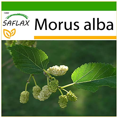 SAFLAX - Weißer Maulbeerbaum - 200 Samen - Mit keimfreiem Anzuchtsubstrat - Morus alba von Saflax