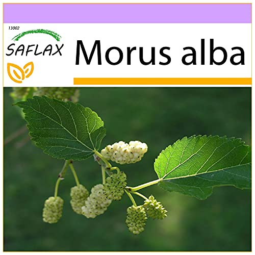 SAFLAX - Weißer Maulbeerbaum - 200 Samen - Morus alba von Saflax