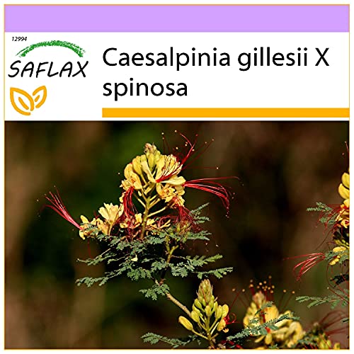 SAFLAX - Winterharter Pfauenstrauch - 10 Samen - Caesalpinia gillesii von Saflax