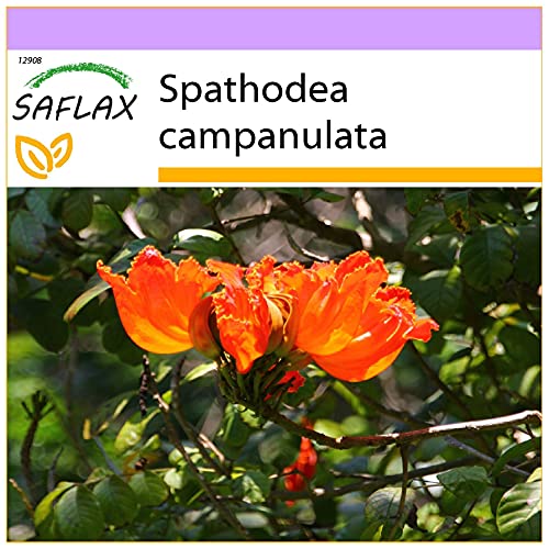 SAFLAX - Afrikanischer Tulpenbaum - 30 Samen - Spathodea campanulata SAFLAX - Afrikanischer Tulpenbaum - 30 Samen - Spathodea campanulata von Saflax