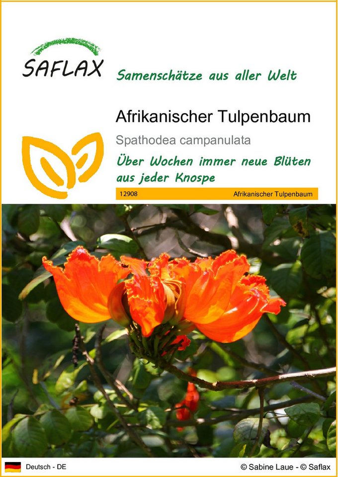 SAFLAX Blumensamen SAFLAX - Afrikanischer Tulpenbaum - 30 Samen - Spathodea von SAFLAX