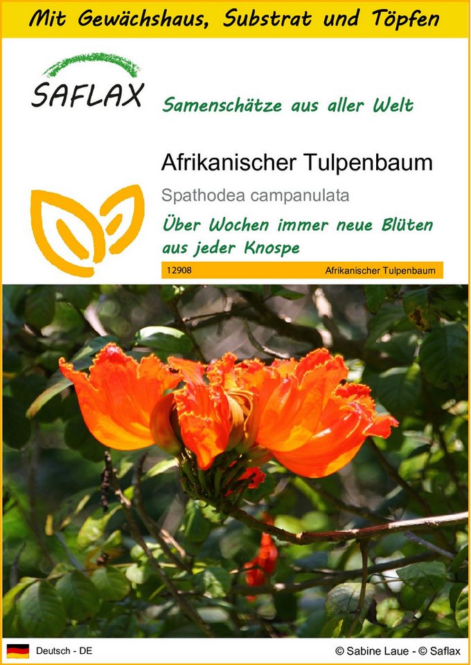 SAFLAX Blumensamen SAFLAX - Anzuchtset - Afrikanischer Tulpenbaum von SAFLAX