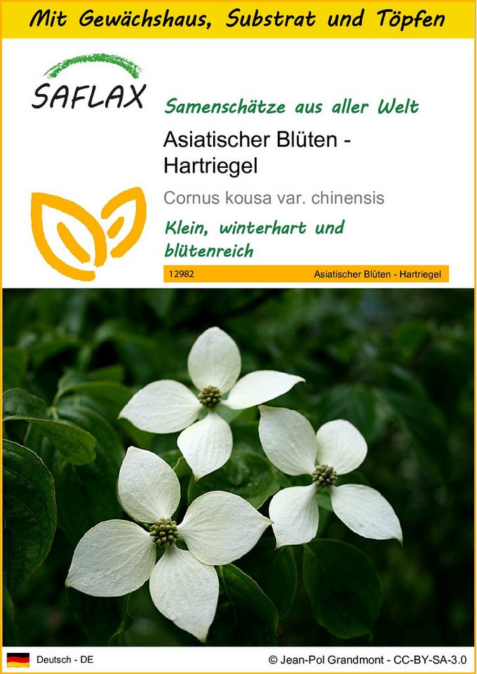 SAFLAX Blumensamen SAFLAX - Anzuchtset - Asiatischer Blüten - Hartriegel von SAFLAX