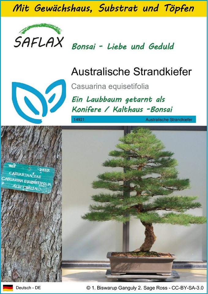 SAFLAX Blumensamen SAFLAX - Anzuchtset - Australische Strandkiefer von SAFLAX