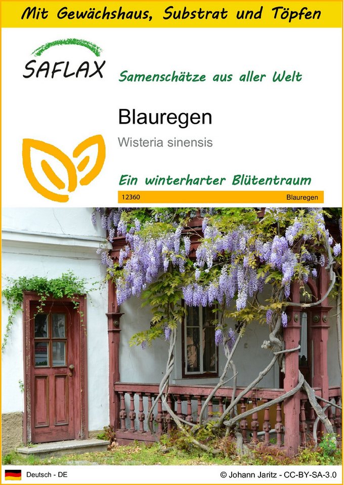 SAFLAX Blumensamen SAFLAX - Anzuchtset - Blauregen von SAFLAX