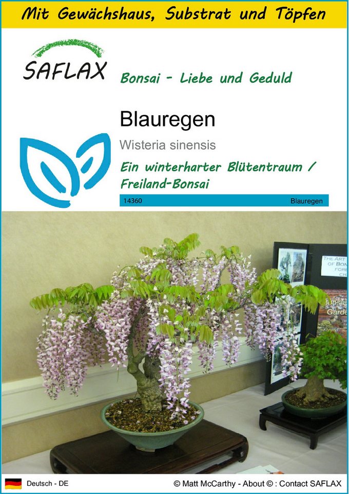 SAFLAX Blumensamen SAFLAX - Anzuchtset - Blauregen von SAFLAX
