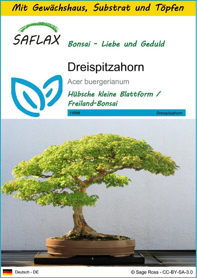 SAFLAX Blumensamen SAFLAX - Anzuchtset - Dreispitzahorn von SAFLAX