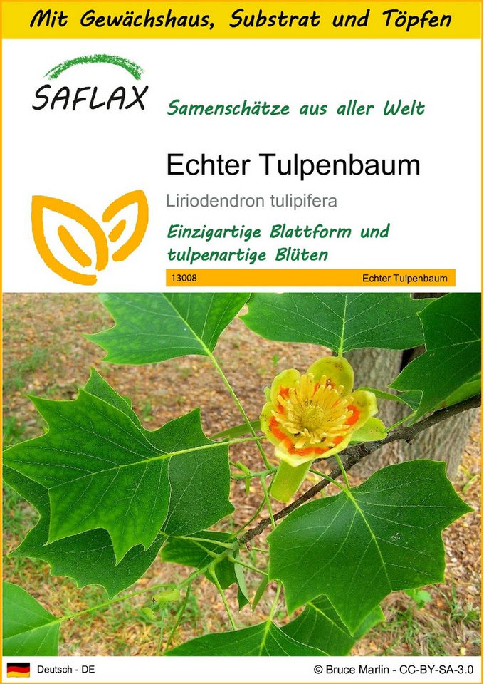 SAFLAX Blumensamen SAFLAX - Anzuchtset - Echter Tulpenbaum von SAFLAX