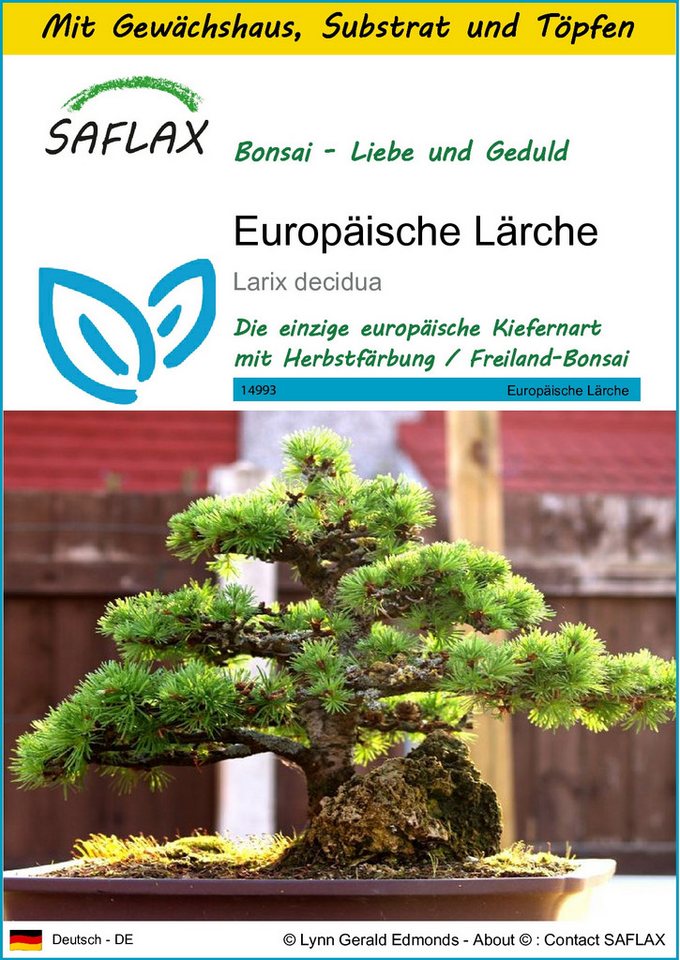 SAFLAX Blumensamen SAFLAX - Anzuchtset - Europäische Lärche von SAFLAX
