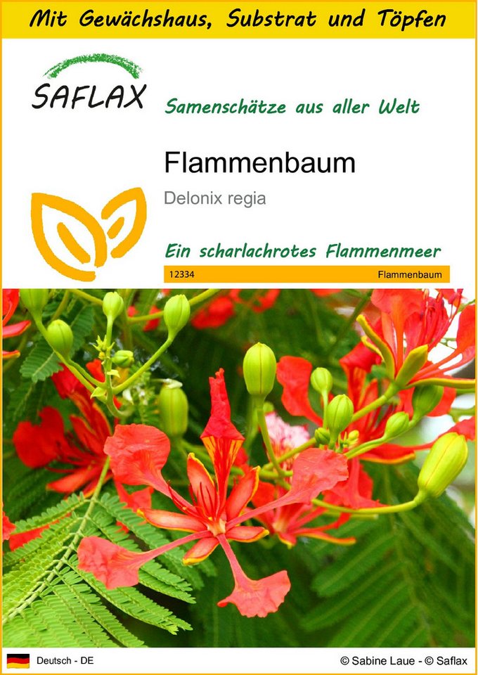 SAFLAX Blumensamen SAFLAX - Anzuchtset - Flammenbaum von SAFLAX