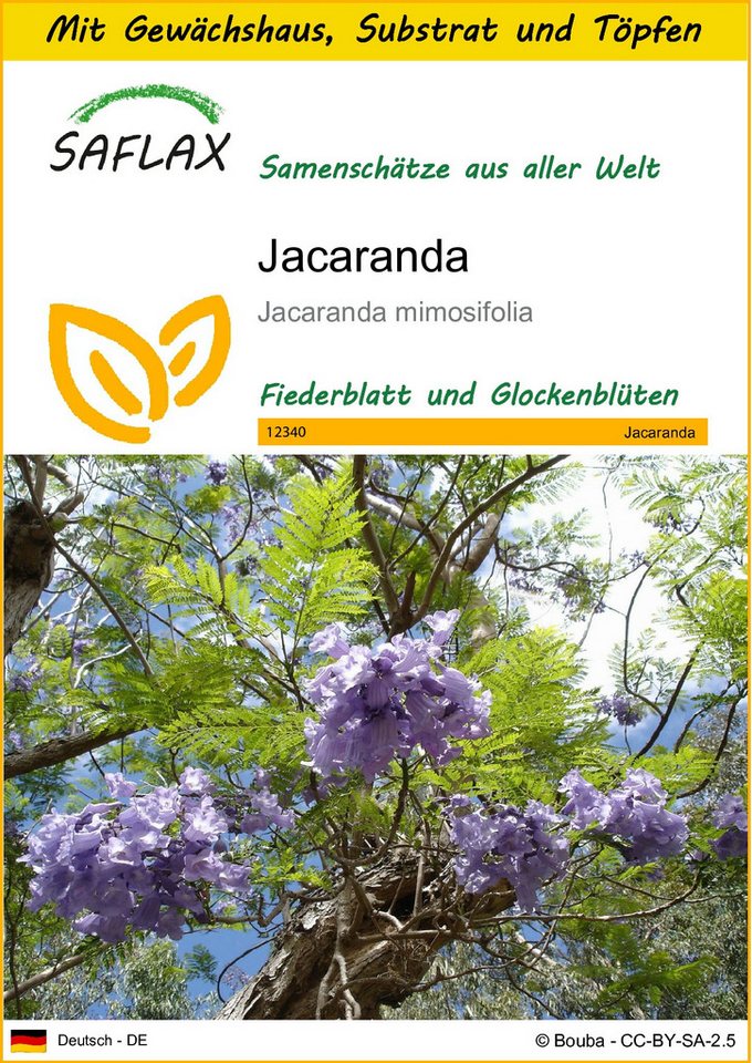 SAFLAX Blumensamen SAFLAX - Anzuchtset - Jacaranda von SAFLAX