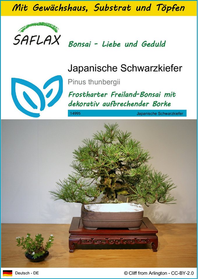 SAFLAX Blumensamen SAFLAX - Anzuchtset - Japanische Schwarzkiefer von SAFLAX