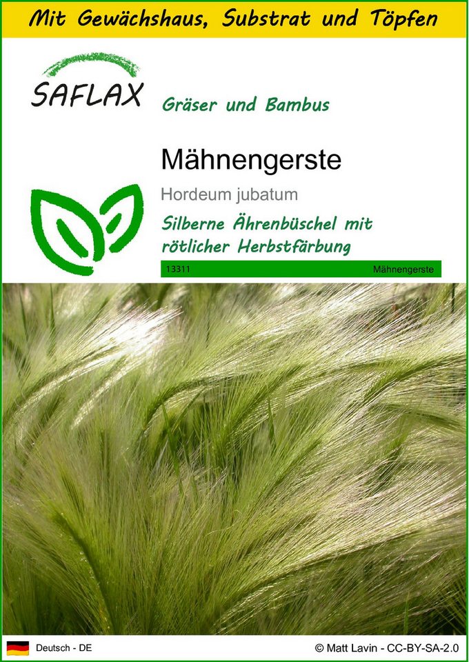 SAFLAX Blumensamen SAFLAX - Anzuchtset - Mähnengerste von SAFLAX