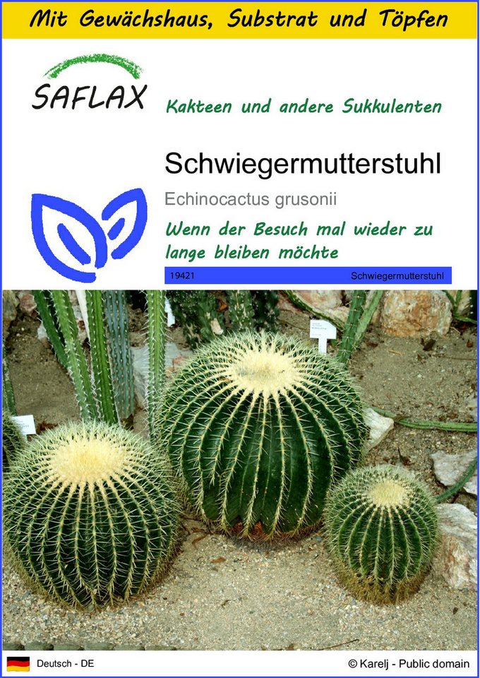 SAFLAX Blumensamen SAFLAX - Anzuchtset - Schwiegermutterstuhl von SAFLAX