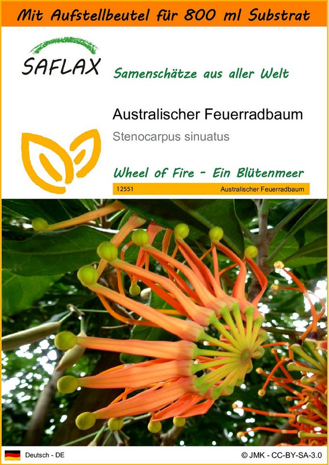 SAFLAX Blumensamen SAFLAX - Garden in the bag - Australischer Feuerradbaum von SAFLAX