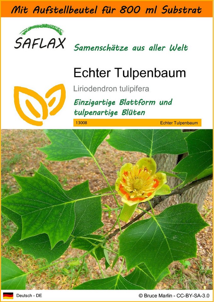 SAFLAX Blumensamen SAFLAX - Garden in the bag - Echter Tulpenbaum von SAFLAX