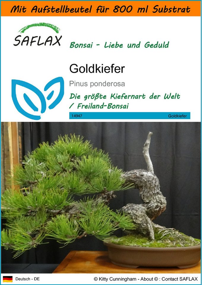 SAFLAX Blumensamen SAFLAX - Garden in the bag - Goldkiefer von SAFLAX