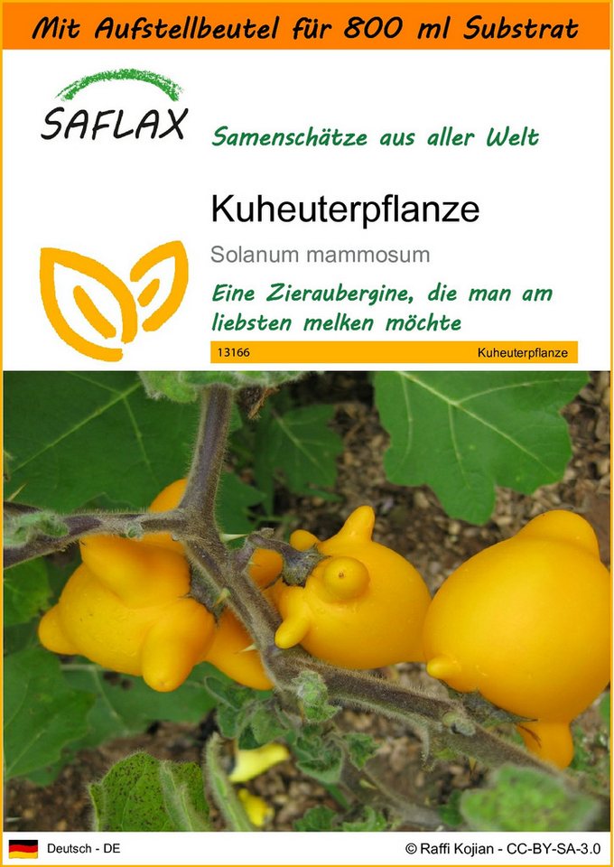 SAFLAX Blumensamen SAFLAX - Garden in the bag - Kuheuterpflanze von SAFLAX