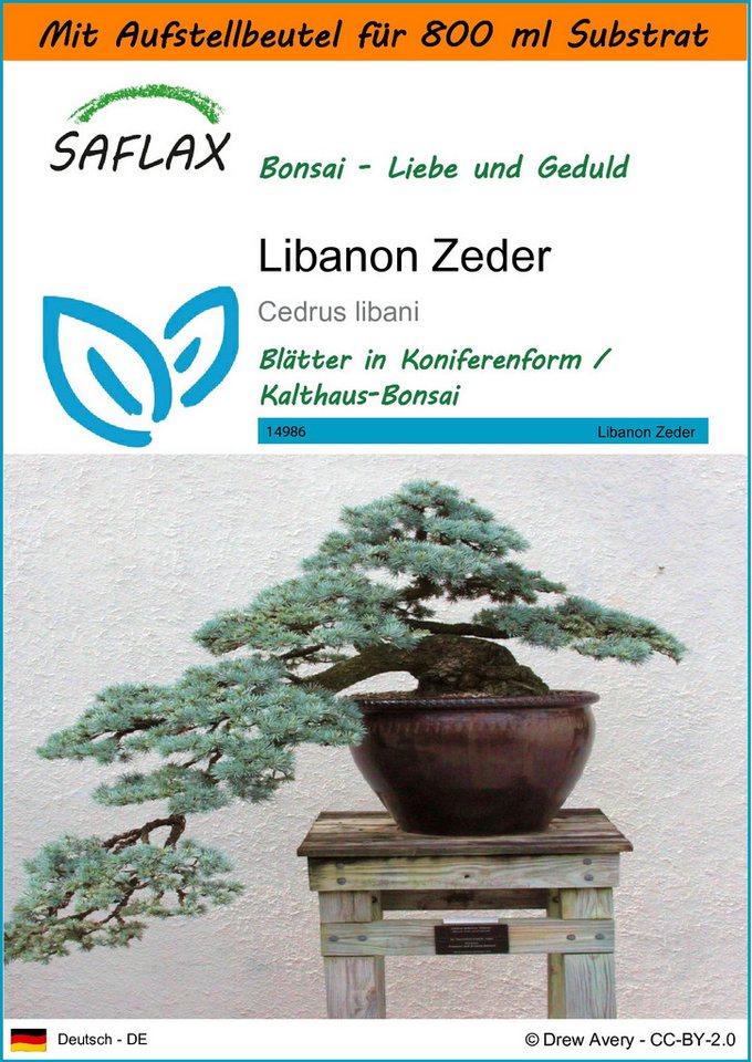 SAFLAX Blumensamen SAFLAX - Garden in the bag - Libanon Zeder von SAFLAX
