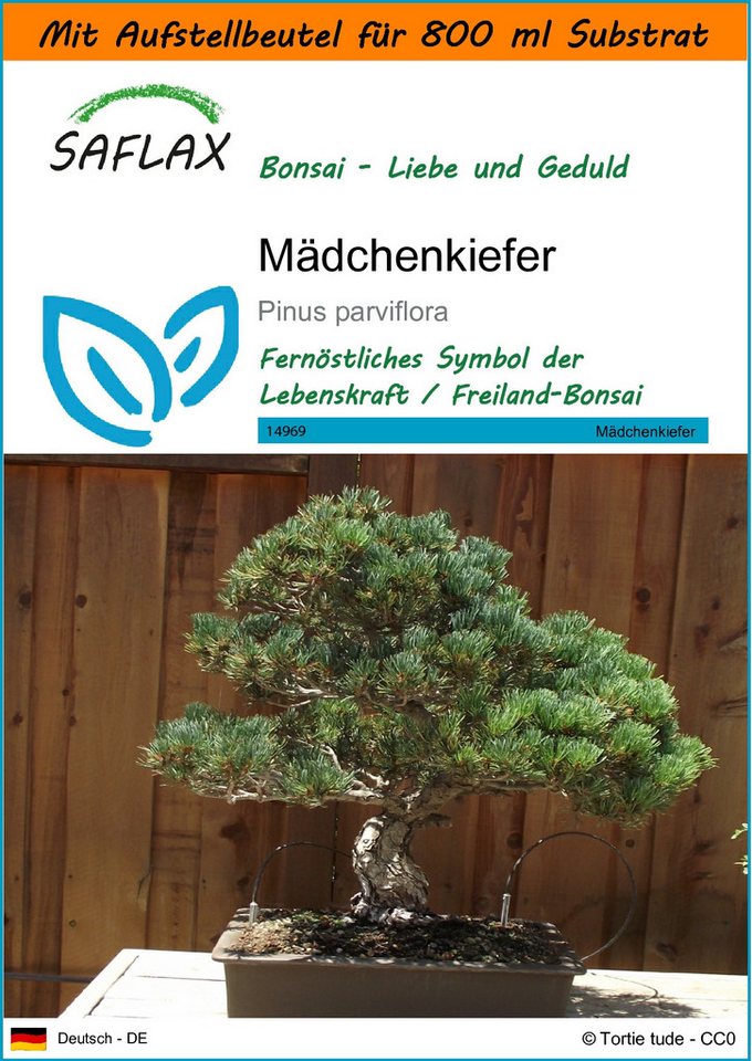 SAFLAX Blumensamen SAFLAX - Garden in the bag - Mädchenkiefer von SAFLAX