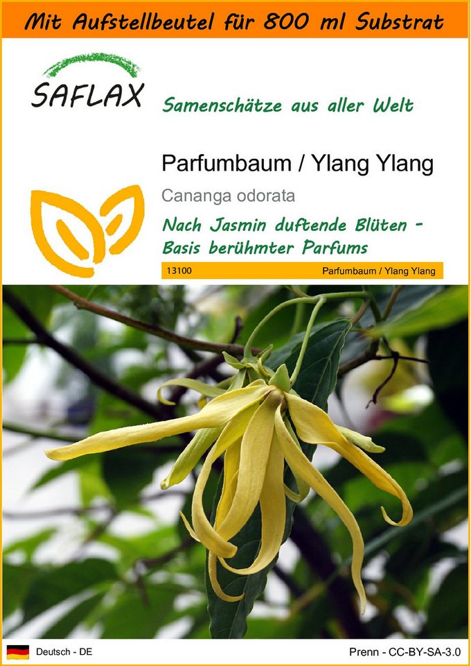 SAFLAX Blumensamen SAFLAX - Garden in the bag - Parfumbaum / Ylang Ylang von SAFLAX
