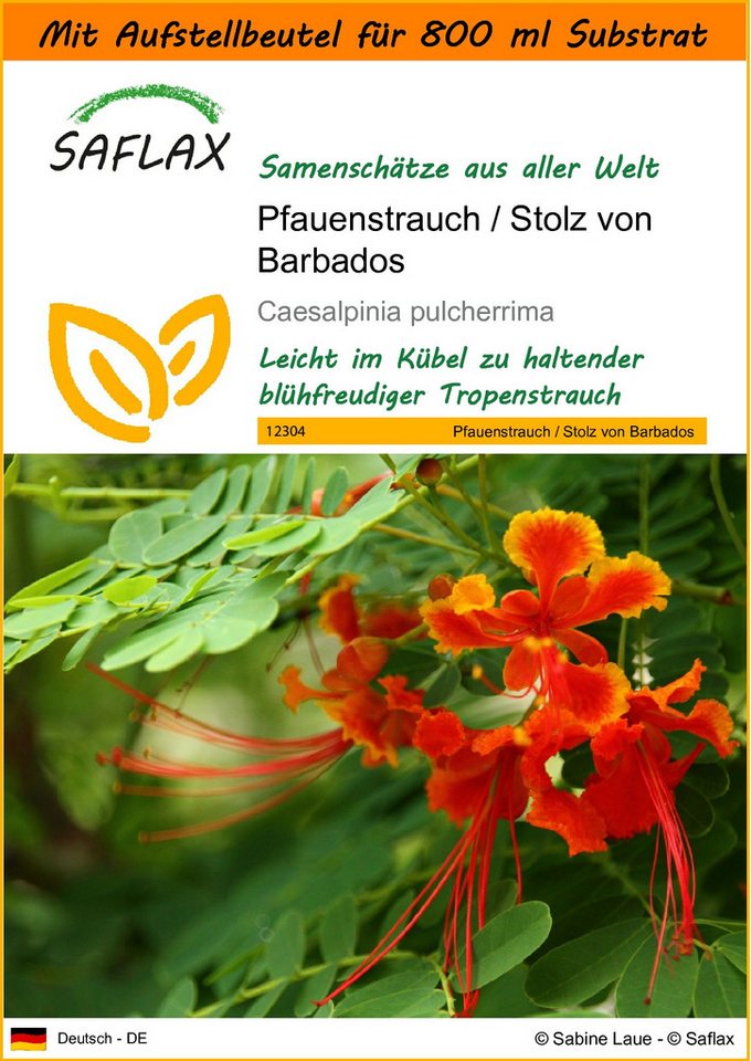 SAFLAX Blumensamen SAFLAX - Garden in the bag - Pfauenstrauch / Stolz von Barbados von SAFLAX