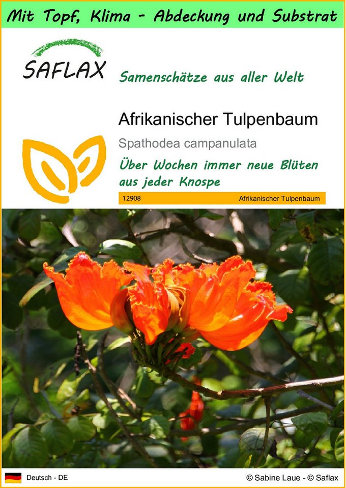 SAFLAX Blumensamen SAFLAX - Garden to go - Afrikanischer Tulpenbaum von SAFLAX