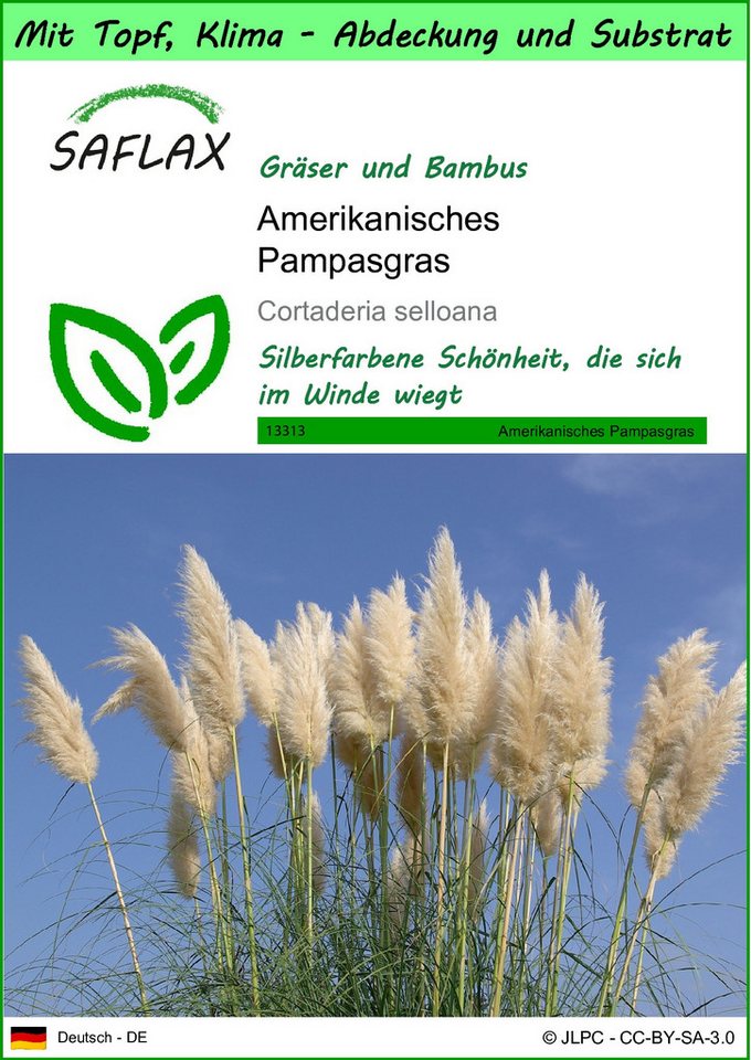 SAFLAX Blumensamen SAFLAX - Garden to go - Amerikanisches Pampasgras von SAFLAX