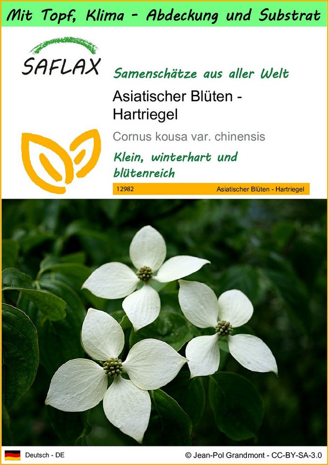 SAFLAX Blumensamen SAFLAX - Garden to go - Asiatischer Blüten - Hartriegel von SAFLAX