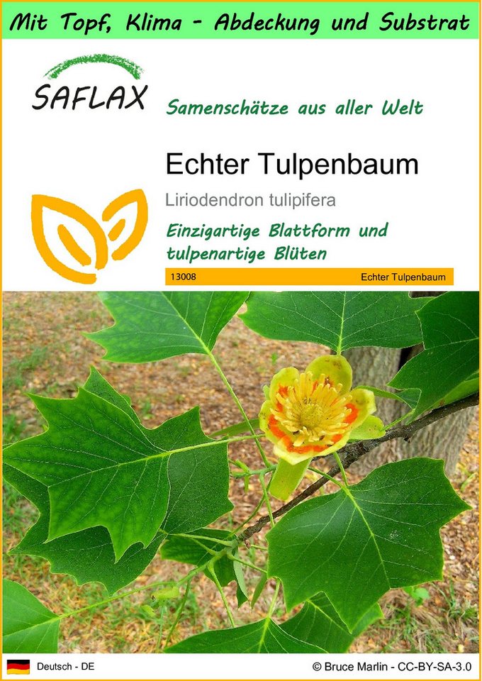 SAFLAX Blumensamen SAFLAX - Garden to go - Echter Tulpenbaum von SAFLAX