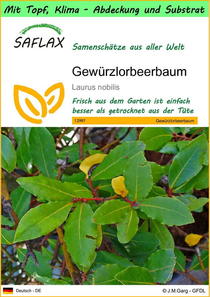 SAFLAX Blumensamen SAFLAX - Garden to go - Gewürzlorbeerbaum von SAFLAX