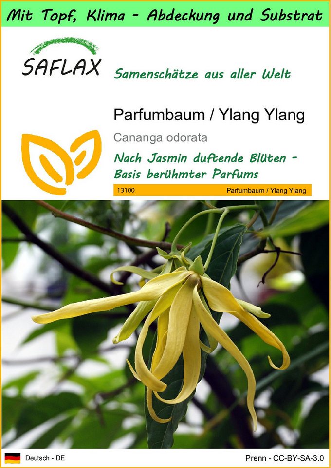 SAFLAX Blumensamen SAFLAX - Garden to go - Parfumbaum / Ylang Ylang von SAFLAX