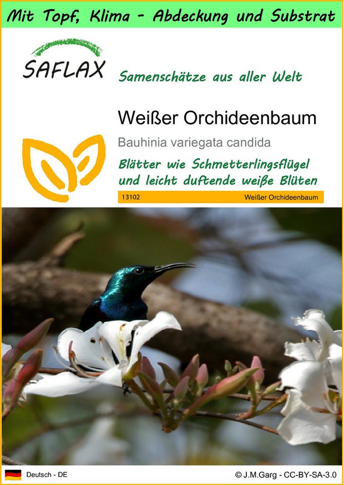 SAFLAX Blumensamen SAFLAX - Garden to go - Weißer Orchideenbaum von SAFLAX