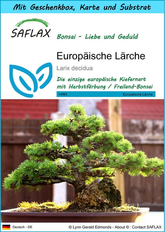 SAFLAX Blumensamen SAFLAX - Geschenkset - Europäische Lärche von SAFLAX