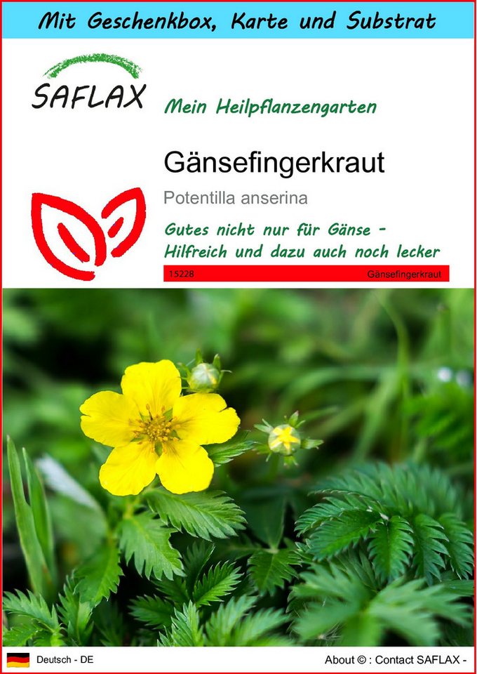 SAFLAX Blumensamen SAFLAX - Geschenkset - Gänsefingerkraut von SAFLAX