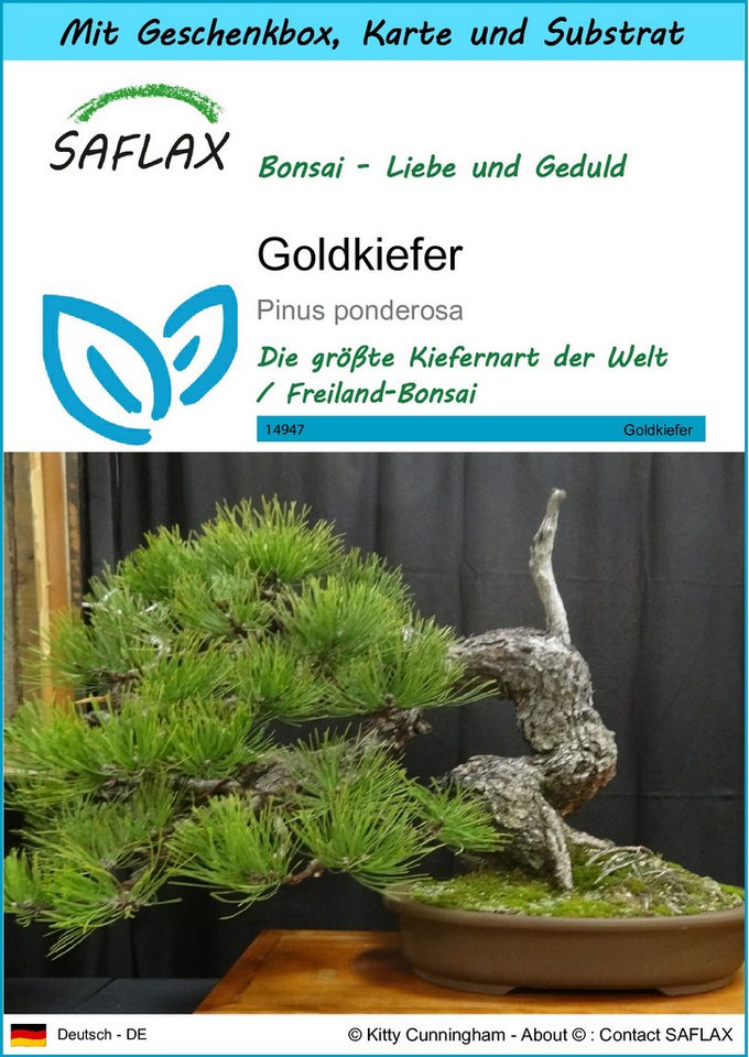 SAFLAX Blumensamen SAFLAX - Geschenkset - Goldkiefer SAFLAX Blumensamen SAFLAX - Geschenkset - Goldkiefer von SAFLAX
