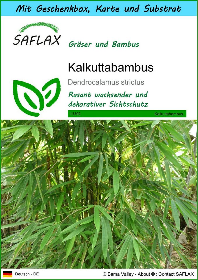 SAFLAX Blumensamen SAFLAX - Geschenkset - Kalkuttabambus von SAFLAX