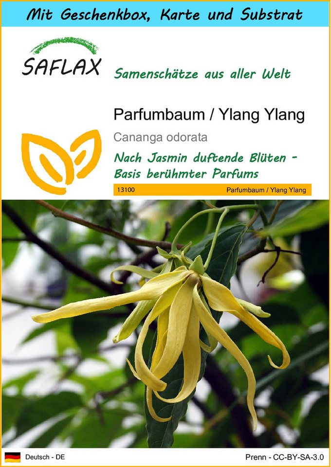 SAFLAX Blumensamen SAFLAX - Geschenkset - Parfumbaum / Ylang Ylang von SAFLAX