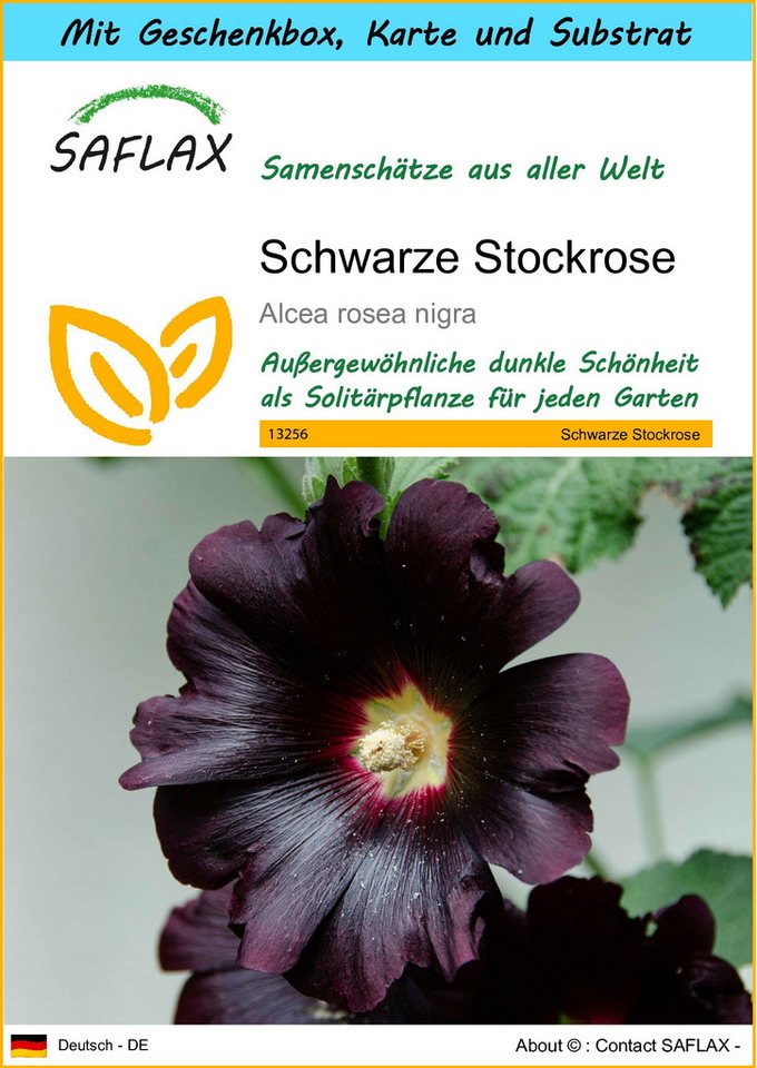 SAFLAX Blumensamen SAFLAX - Geschenkset - Schwarze Stockrose von SAFLAX